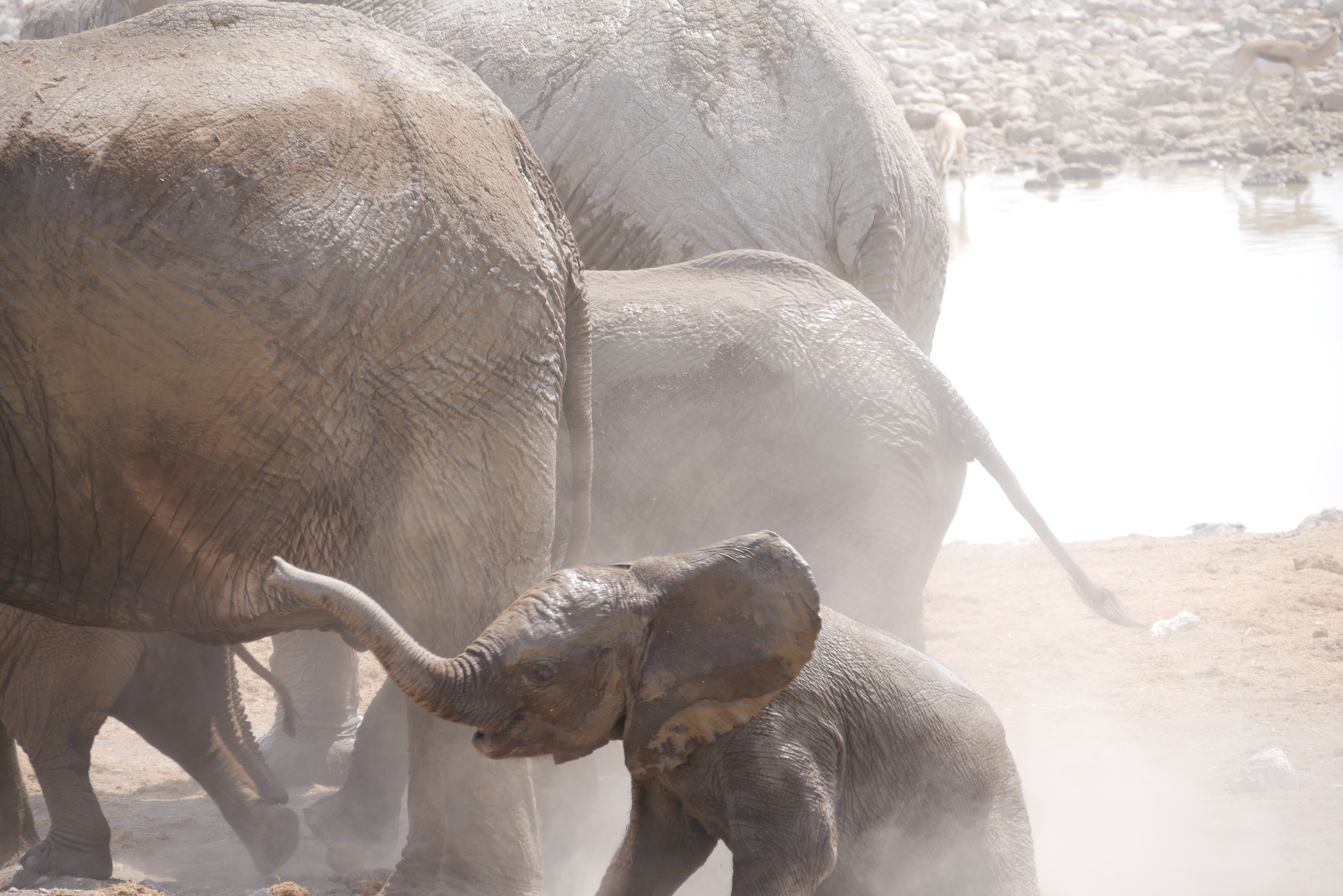 Elefanten im Etosha-Nationalpark